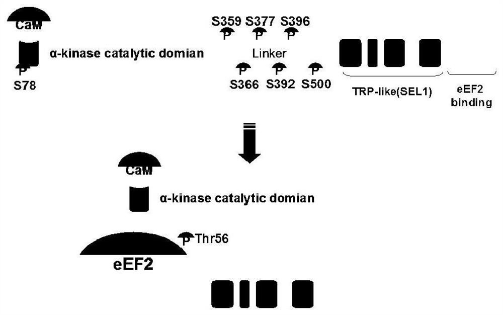 Application of eEF-2K protein and coding gene thereof in liver tumor diagnosis and treatment