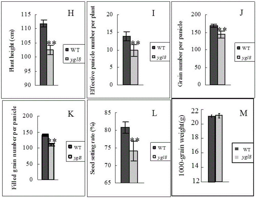 Rice yellow-green leaf mutation gene YGL8, protein coded by rice yellow-green leaf mutation gene YGL8, and application of rice yellow-green leaf mutation gene YGL8