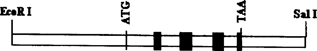 Method for transferring exogenous gene into animal cell