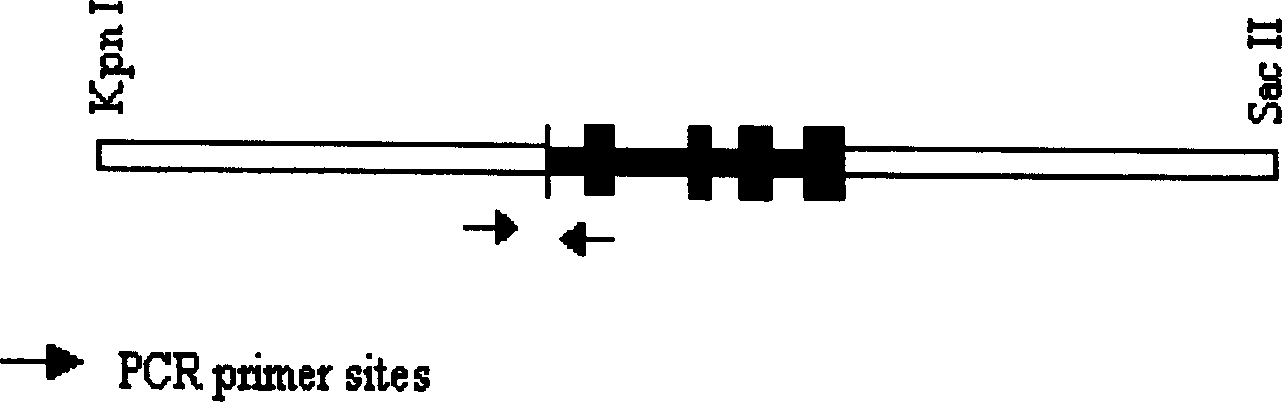 Method for transferring exogenous gene into animal cell