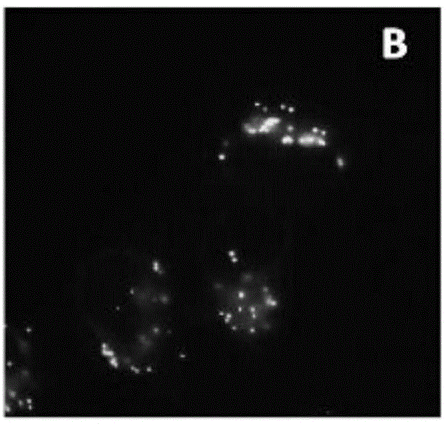 Luminescent material having aggregation-induced emission, method of making and application thereof