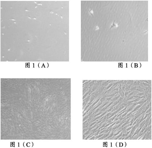 Menstrual blood preservation solution and application thereof, and method for separating and culturing menstrual blood-derived endometrial stem cells