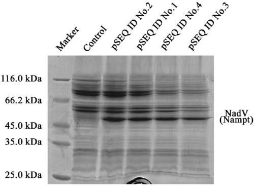 Niacinamide ribose phosphate transferase for preparing NMN, coding gene, recombinant vector and application