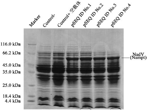 Niacinamide ribose phosphate transferase for preparing NMN, coding gene, recombinant vector and application