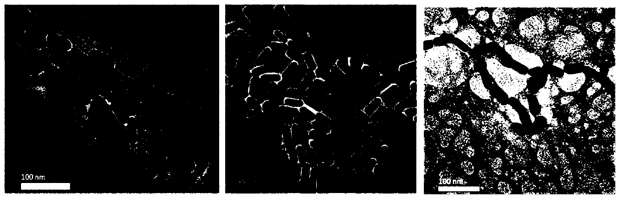 Gold nanorod self-assembly body as well as preparation method and application thereof