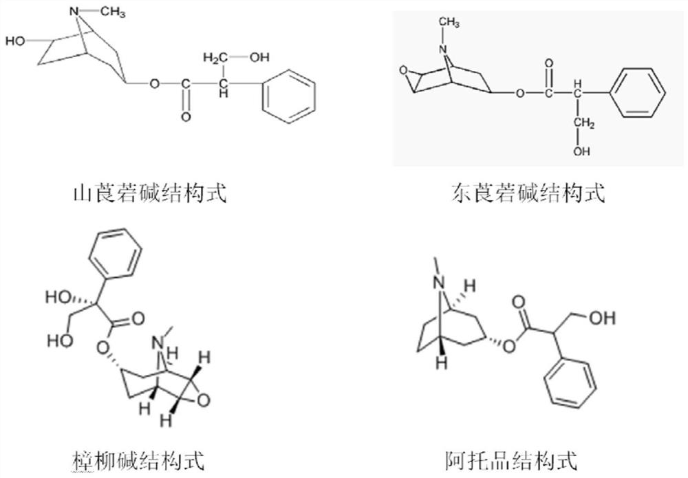 A kind of extraction process of tropane alkaloids