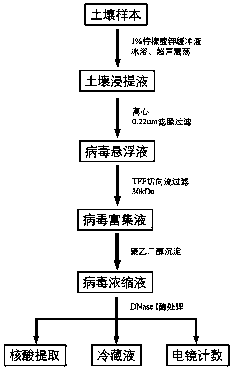 Method for extracting and enriching phage in soil