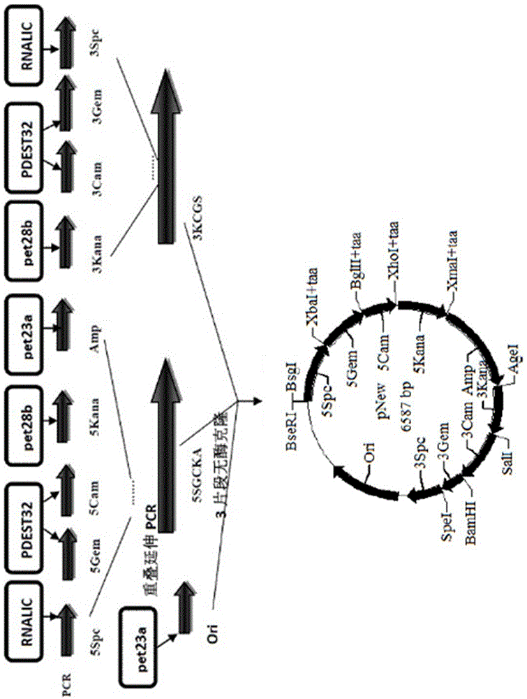 A primer-free gene synthesis method based on plasmid library