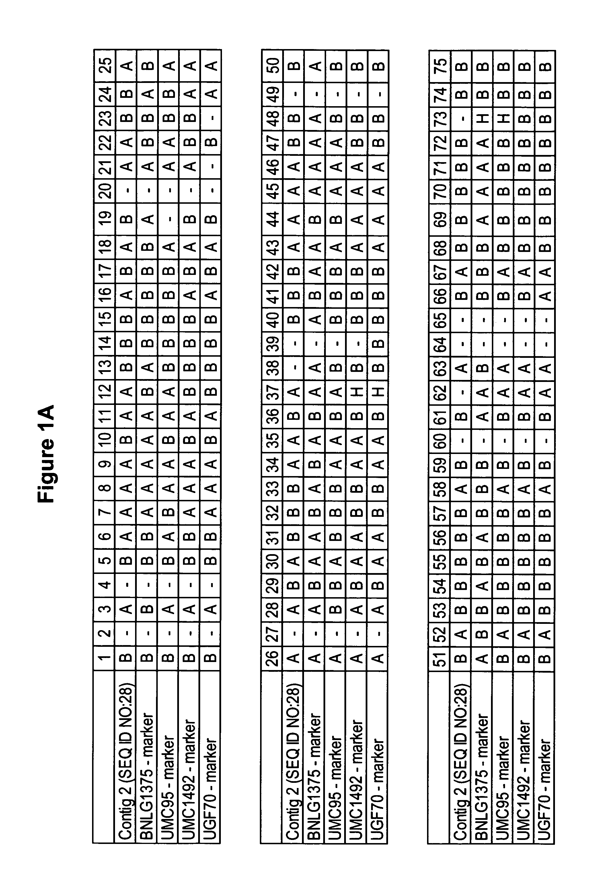 Brittle stalk 2 polynucleotides, polypeptides and uses thereof