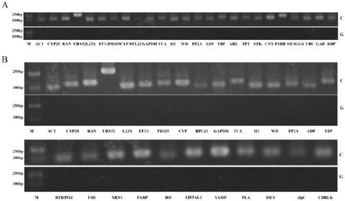 Applications of LsWD taken as reference gene in lagenaria siceraria var.hispida analysis under infection of cucumber green mottle mosaic virus