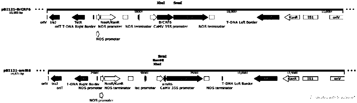 Developmental related gene BrCRF6 of brassica rapa pistils and application of developmental related gene BrCRF6