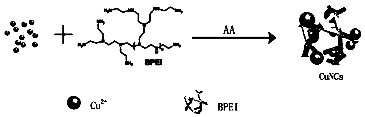 Copper nano-cluster sweat latent fingerprint developing reagent preparation method and sweat latent fingerprint developing method