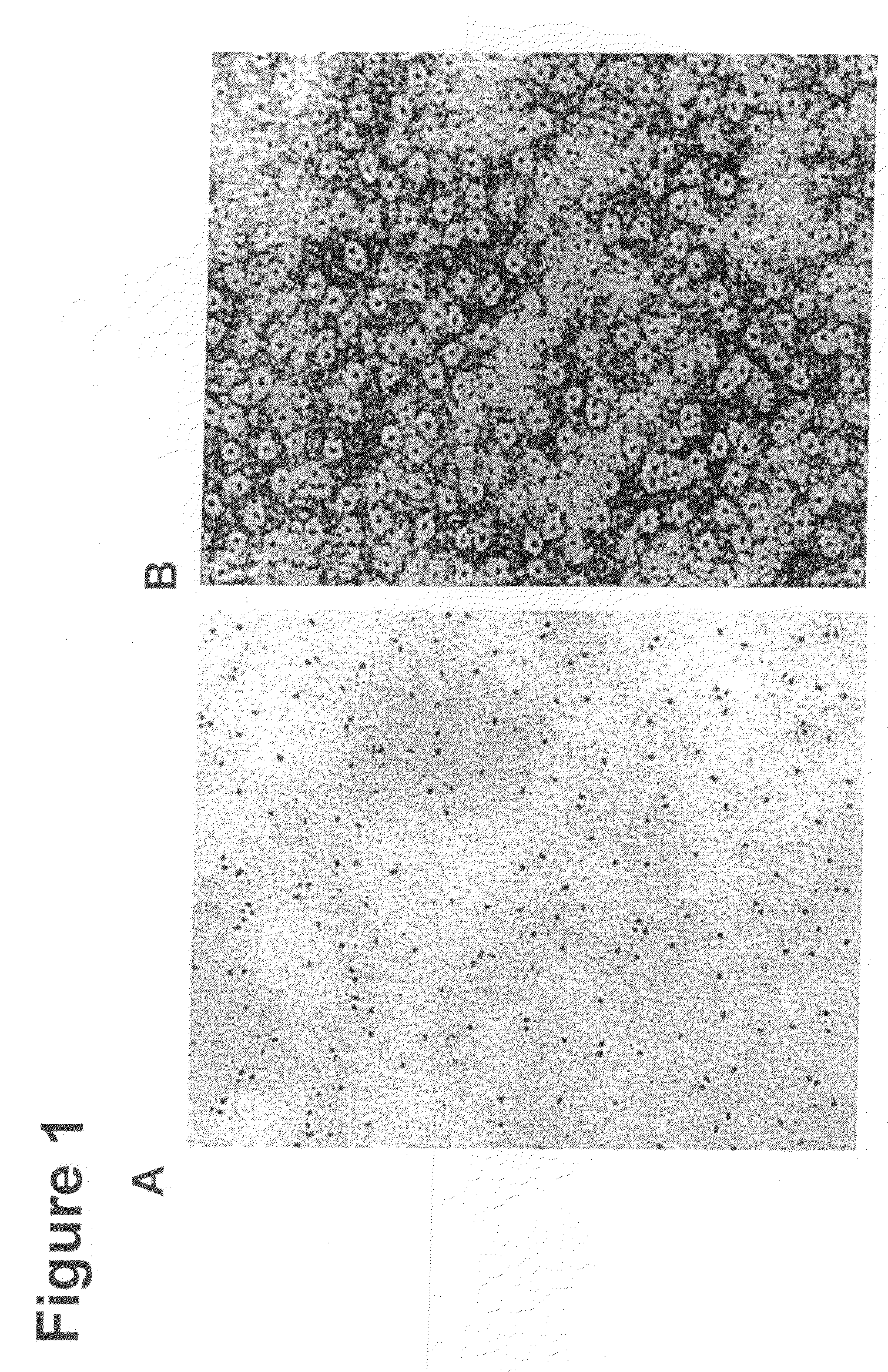 Water soluble metal and semiconductor nanoparticle complexes