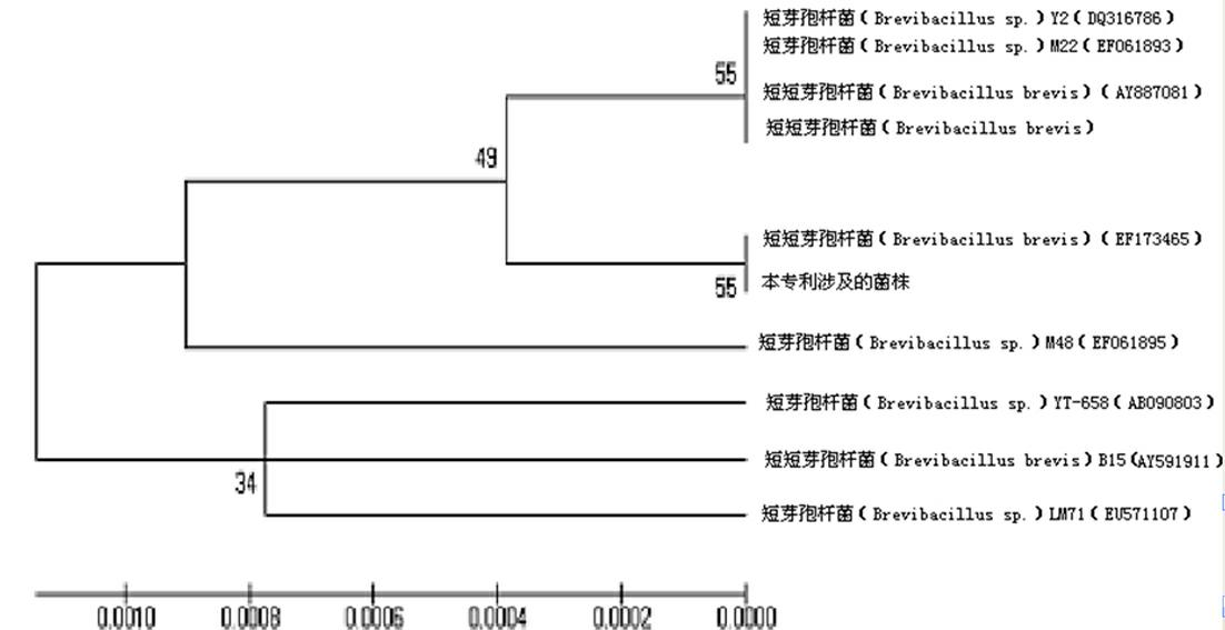 Brevibacillus brevis for preventing and treating plant fungus diseases and method for preparing biopesticide