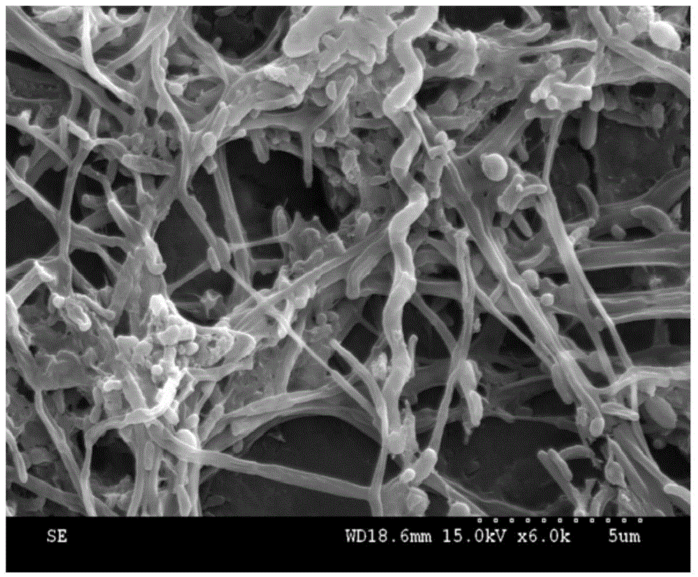 A method for rapidly starting the micro-expansion of sludge with h.hydrossis as the dominant filamentous bacteria under the condition of low-carbon nitrogen ratio domestic sewage