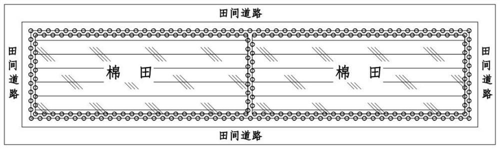 Method for establishing cotton field protection forest in newly-cultivated saline-alkali land