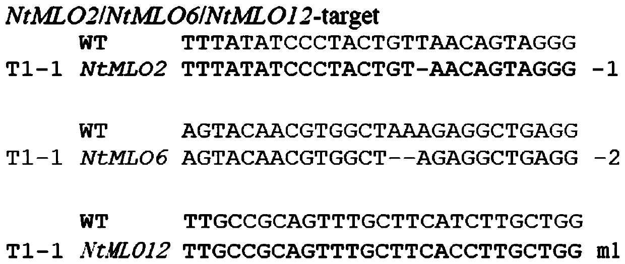 Application and method of tobacco mlo2, mlo6 and mlo12 genes in preparing tobacco varieties resistant to powdery mildew