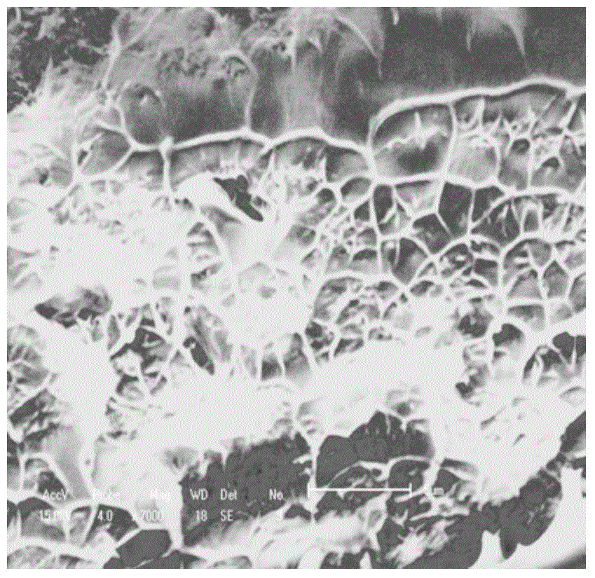 Nanocellulose/sulfonated polyaryletherketone composite film as well as preparation method and application of nanocellulose/sulfonated polyaryletherketone composite film