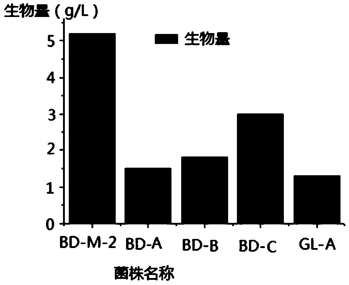 A kind of red yeast rice strain and its application