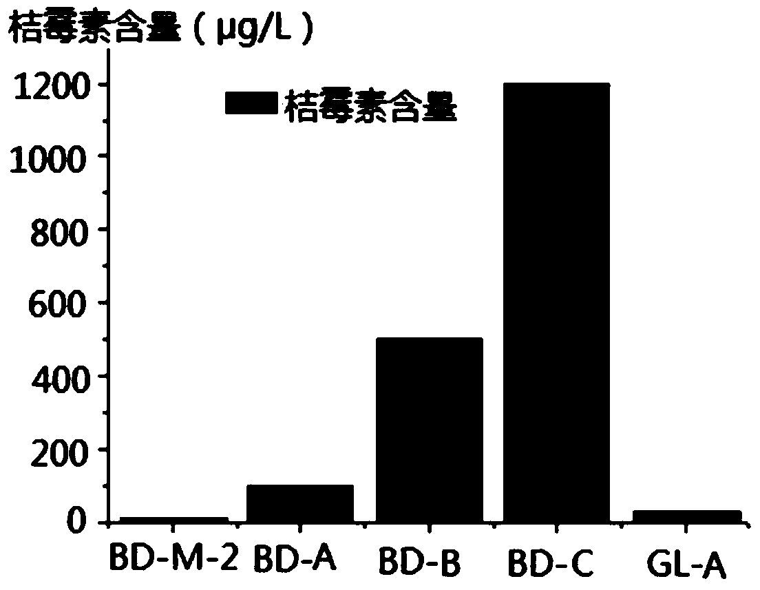 A kind of red yeast rice strain and its application