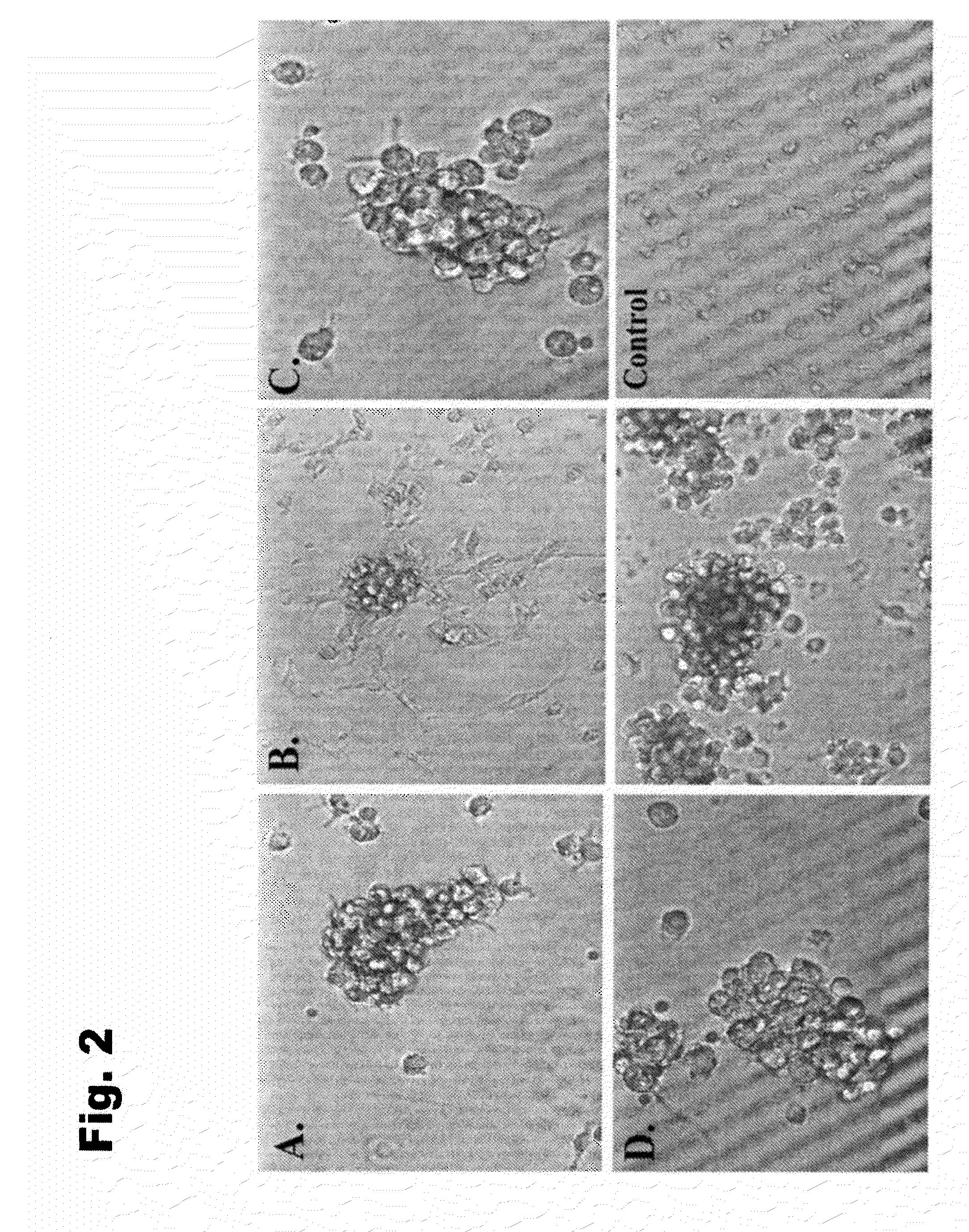 Pancreatic islet-like cells