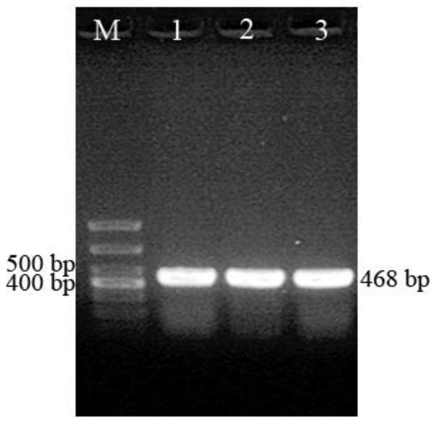 Salt tolerance gene hgs3 of halophytic grass and its application