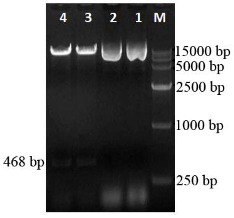 Salt tolerance gene hgs3 of halophytic grass and its application