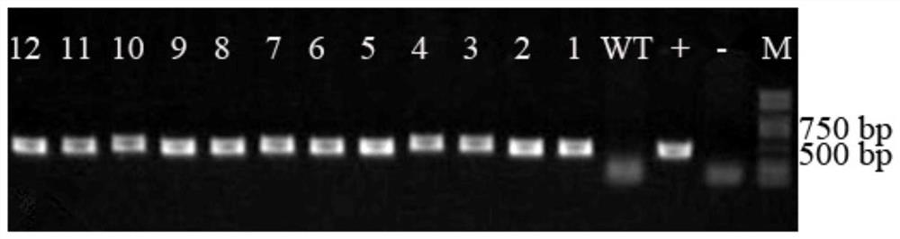 Salt tolerance gene hgs3 of halophytic grass and its application