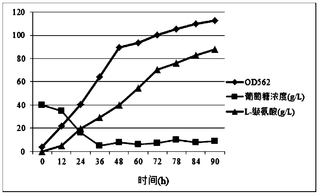 A strain of Brevibacterium flavum producing l-valine and its application