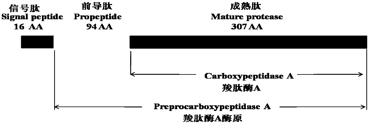 Preparation method and application of carboxypeptidase A with function of degrading ochratoxin A