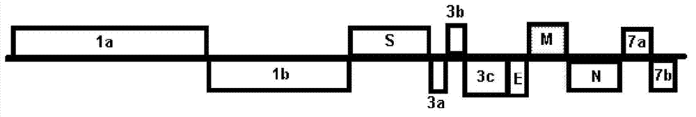 Means and methods for distinguishing FECV and FIPV