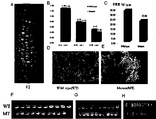 Corn seed size gene ZmUrb2, expression product, clone primer and expression vector thereof and application