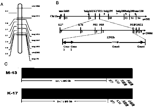 Corn seed size gene ZmUrb2, expression product, clone primer and expression vector thereof and application