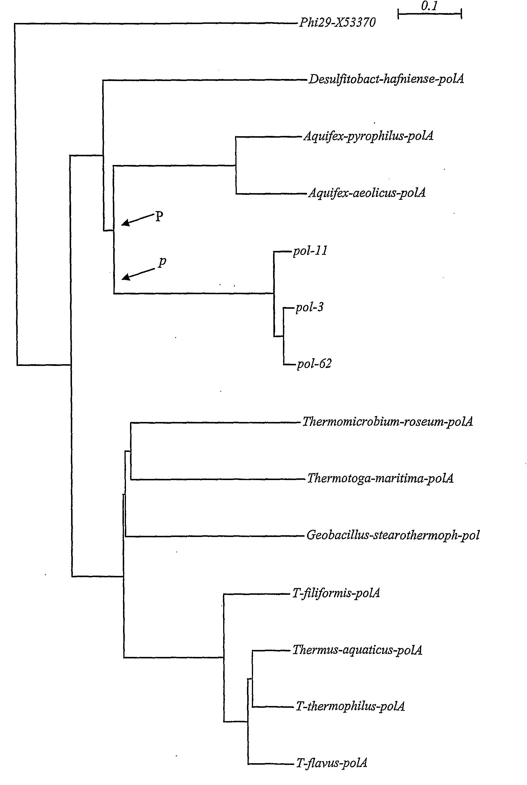 Dna Polymerases Having Strand Displacement Activity