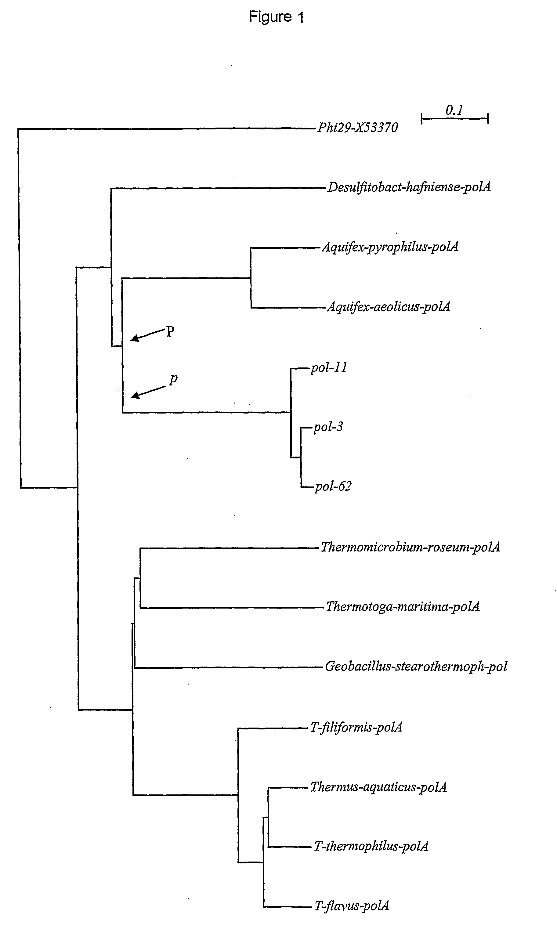 Dna Polymerases Having Strand Displacement Activity