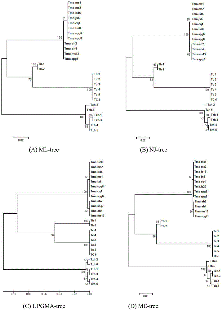 DNA bar code primer pair, kit and method for identifying Taxus chinensis species