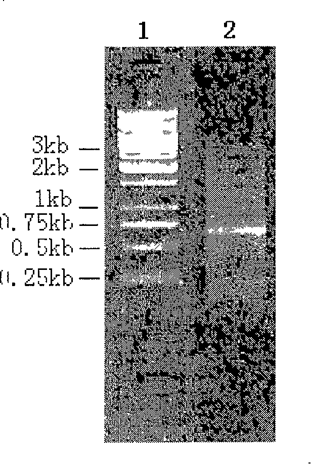 Amphioxus dimethyl arginine hydrolase AmphiDDAH gene and its application