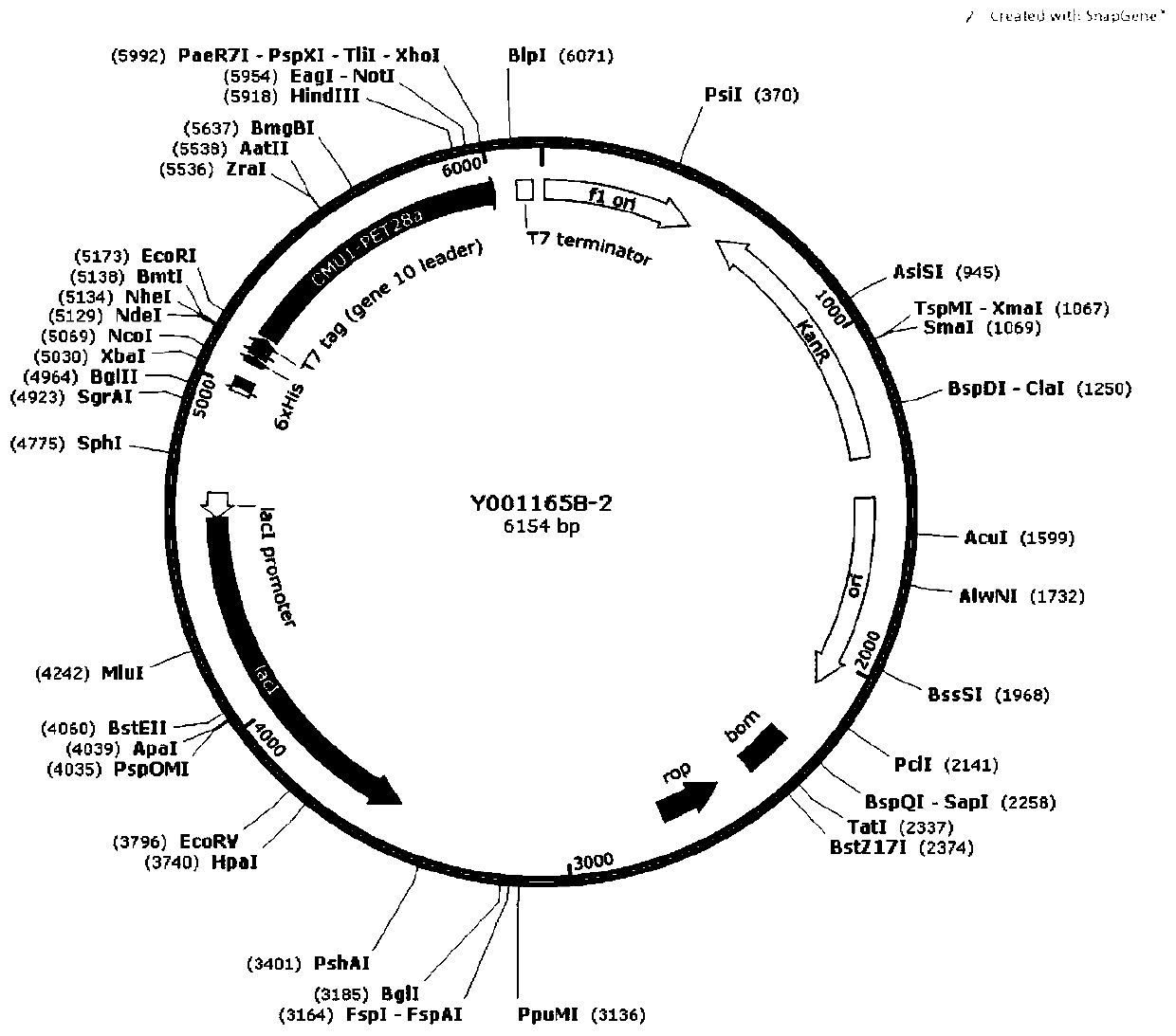 Recombinant vector and expression method of ustilago maydis effector protein CMU1 gene