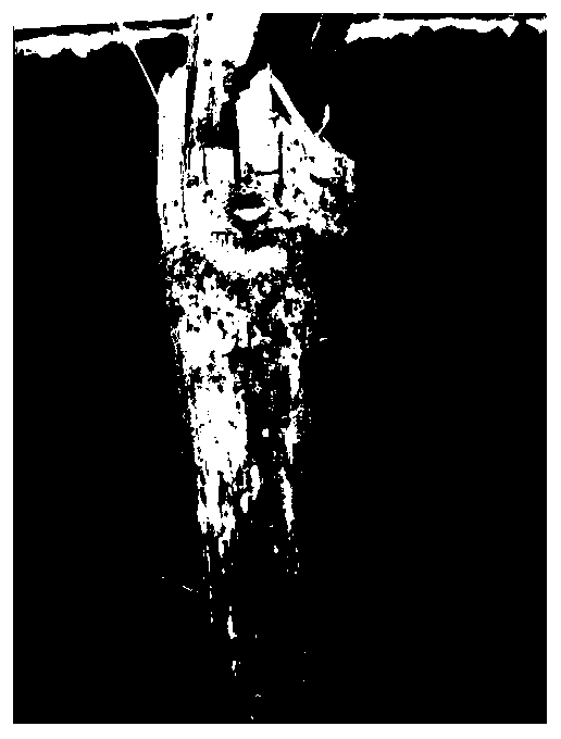 Selective culture medium for separating Fusarium graminearum species complex from air