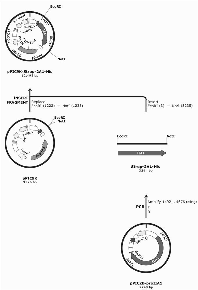 Method for producing recombinant human type II collagen single chain by Pichia pastoris