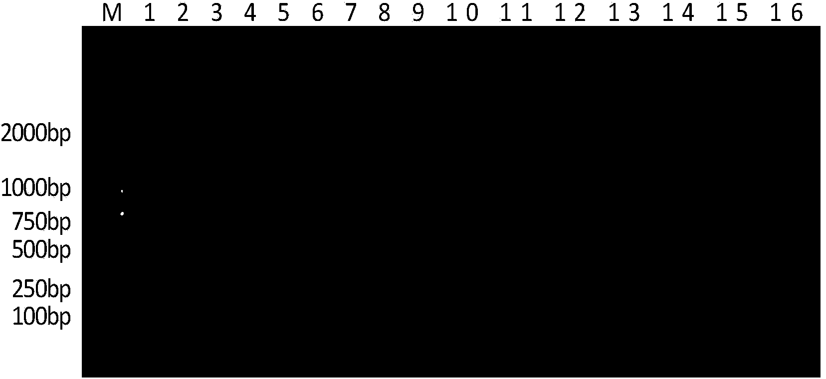 Method for rapidly detecting and identifying Listeria bacteria