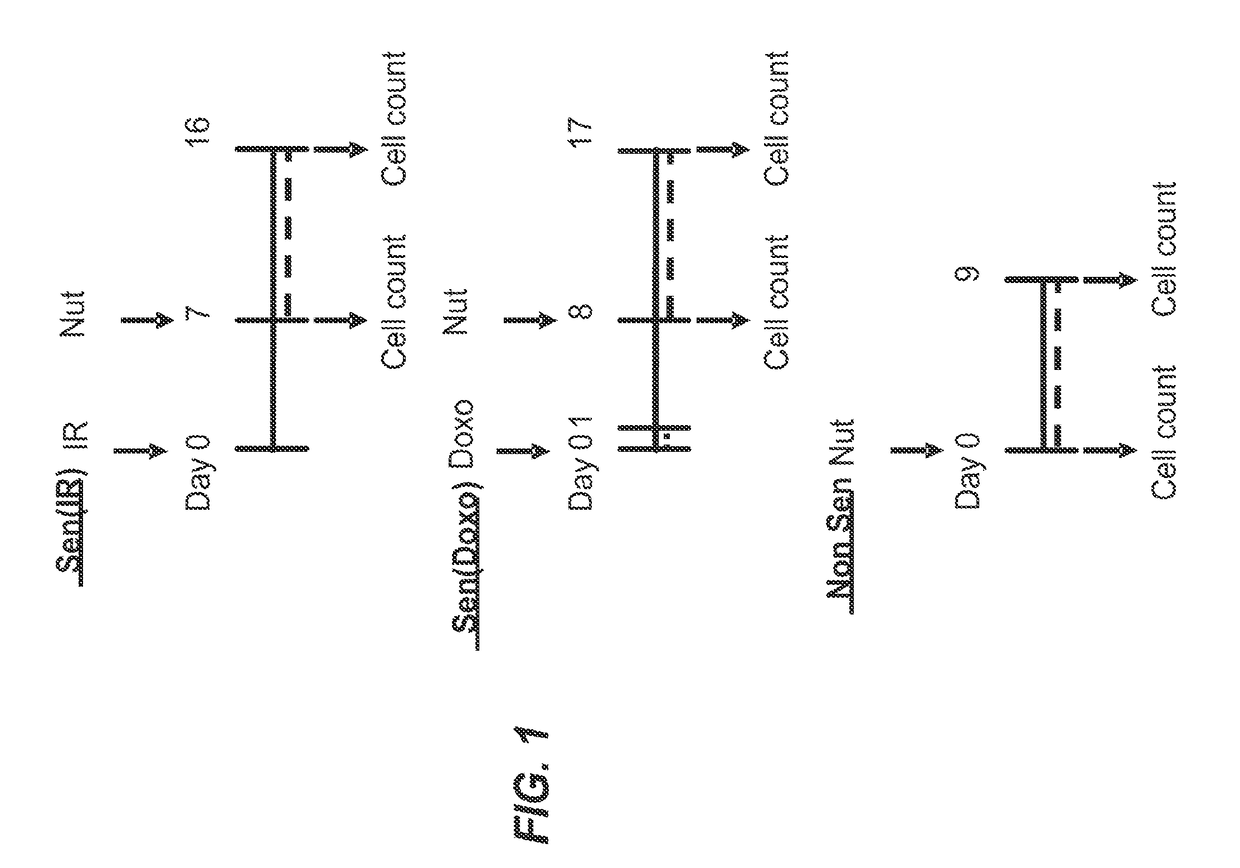 Methods and compositions for killing senescent cells and for treating senescence-associated diseases and disorders