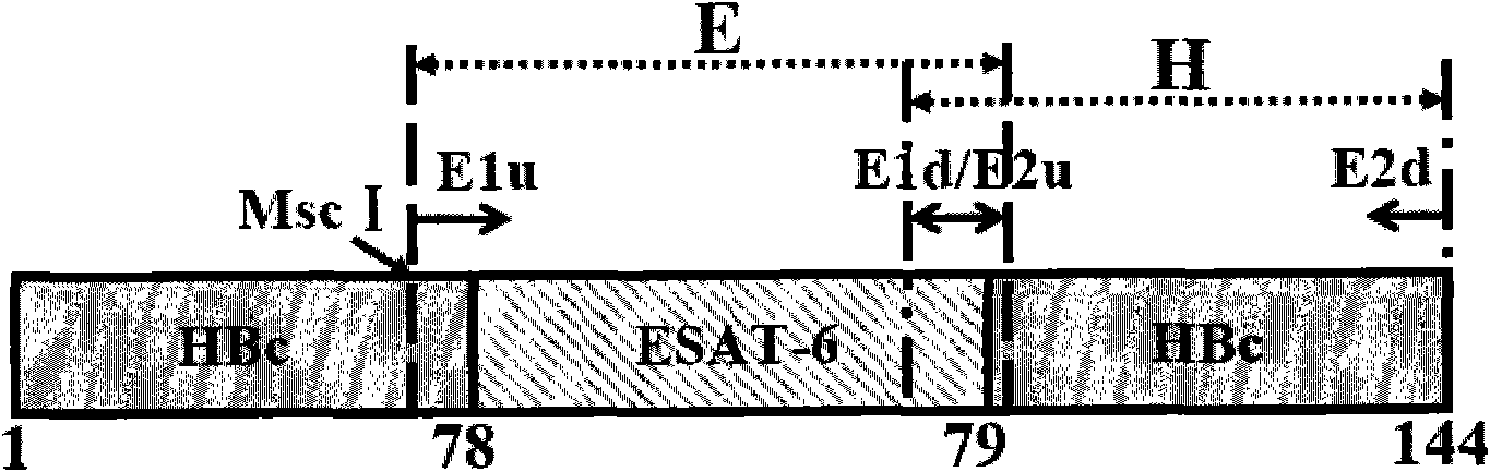 Recombinant fusion proteins of hepatitis B core proteins and tuberculosis antigen or antigen fragments and application thereof