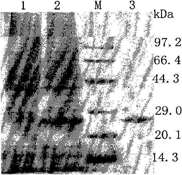 Recombinant fusion proteins of hepatitis B core proteins and tuberculosis antigen or antigen fragments and application thereof