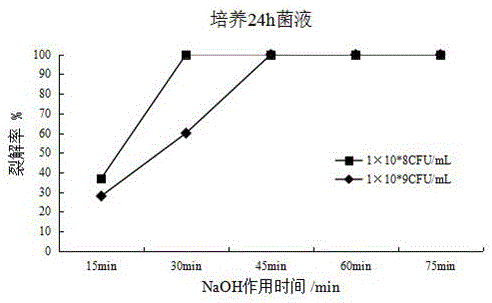 Actinobacillus pleuropneumoniae ghost vaccine