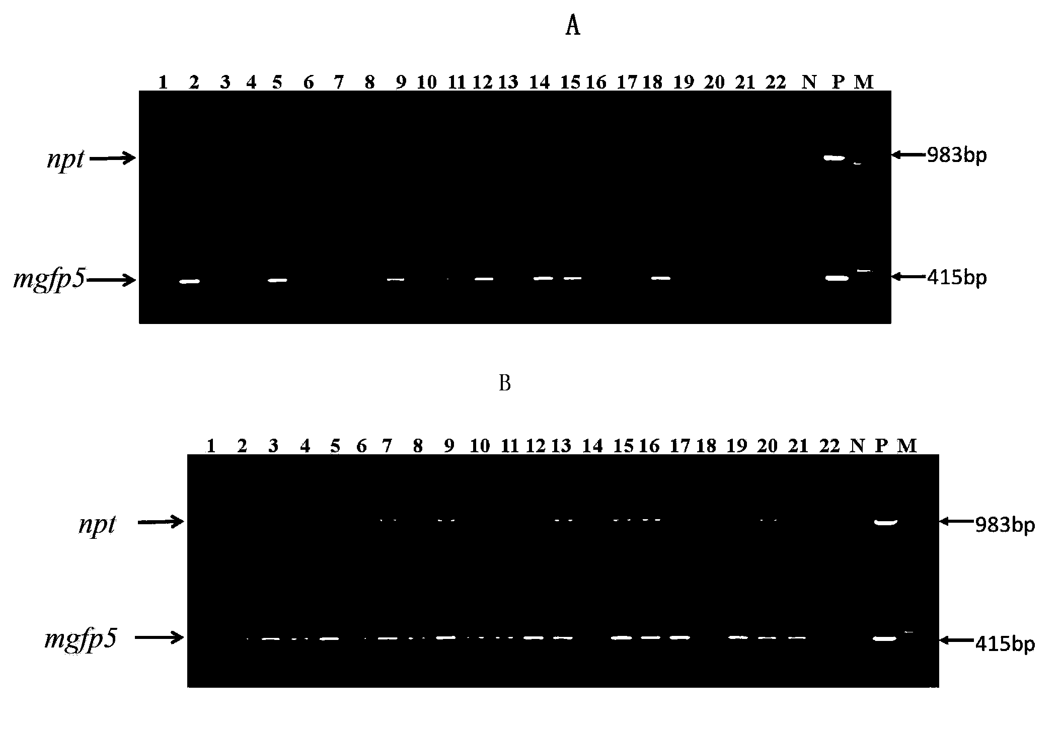 Optimized dual T-DNA expression vector obtaining marker-free genetically modified organisms (GMOs) and applications thereof