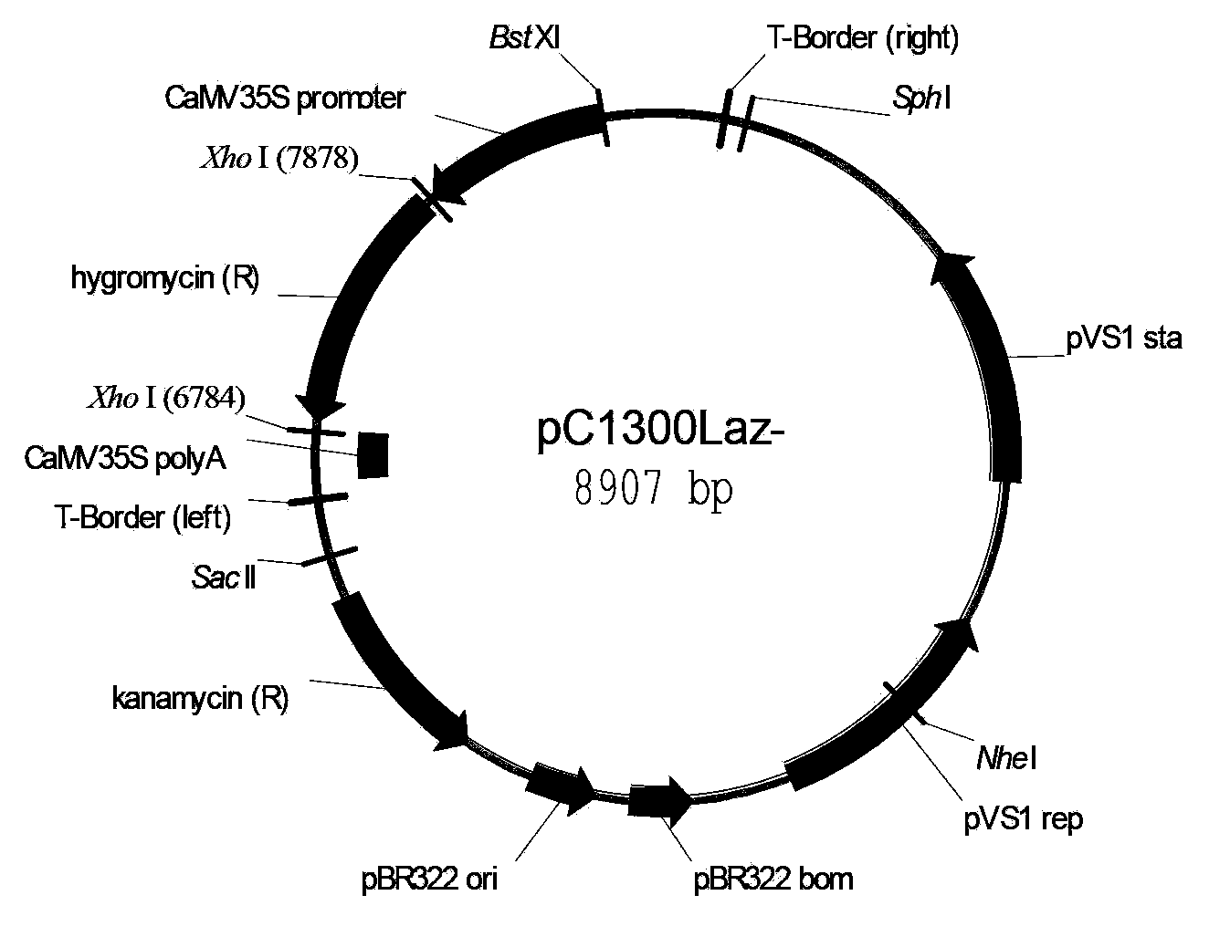 Optimized dual T-DNA expression vector obtaining marker-free genetically modified organisms (GMOs) and applications thereof