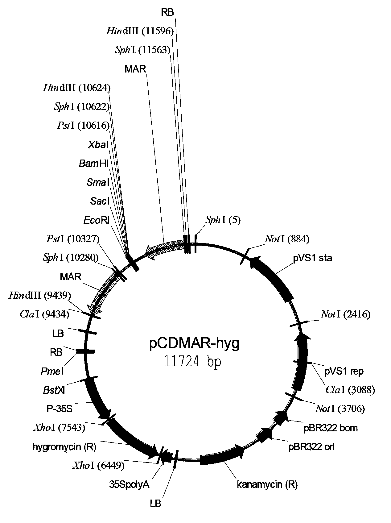 Optimized dual T-DNA expression vector obtaining marker-free genetically modified organisms (GMOs) and applications thereof