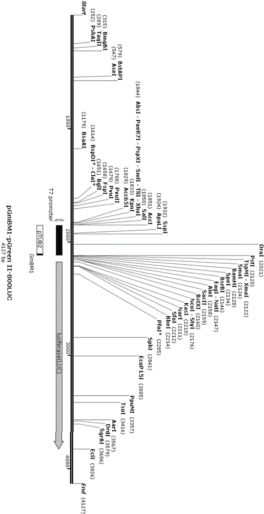 Salt-induced functional element of high-efficiency soybean promoter and application of salt-induced functional element