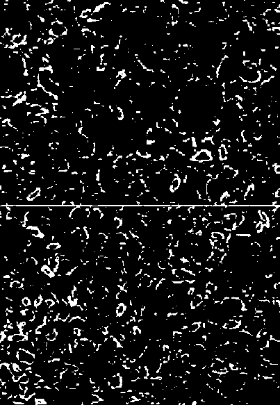 A kind of organic-inorganic hybrid perovskite photodetector and preparation method thereof